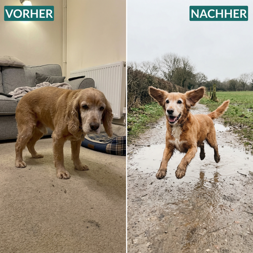 Kausnacks für Hüfte und Gelenke